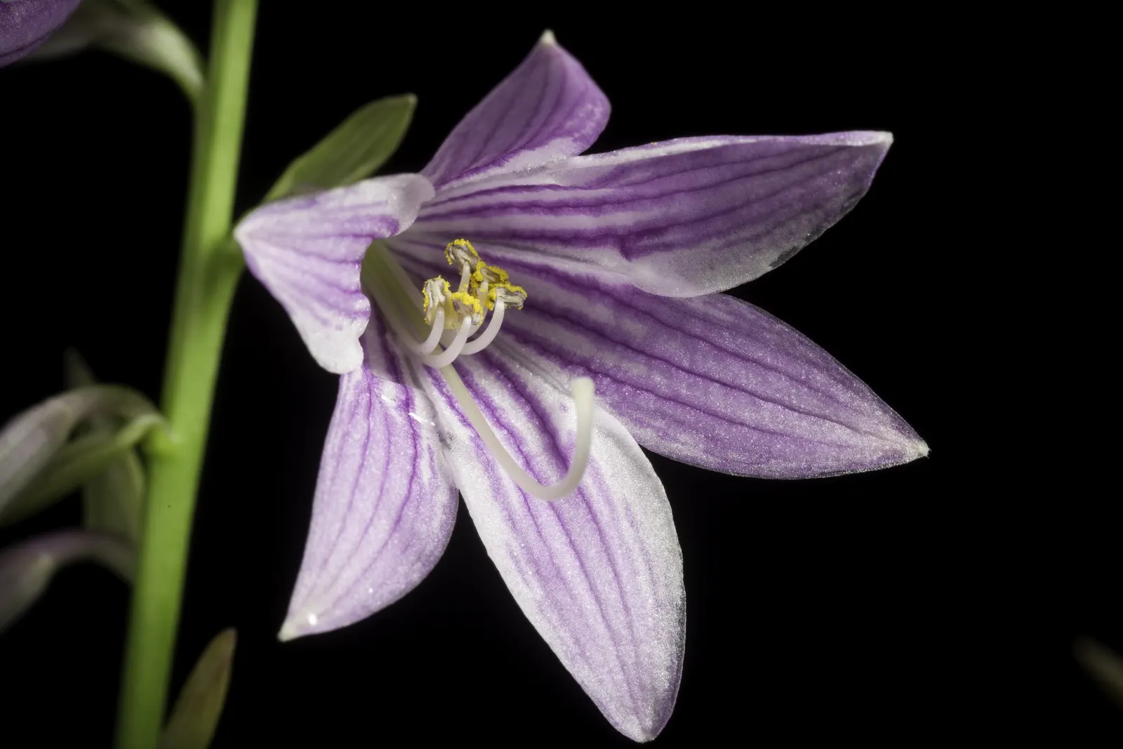 Albomarginata Hosta (Hosta 'Undulata Albo-Marginata') — adding a subtle vertical accent.<br><br>The Albomarginata Hosta thrives in USDA Hardiness Zones 3