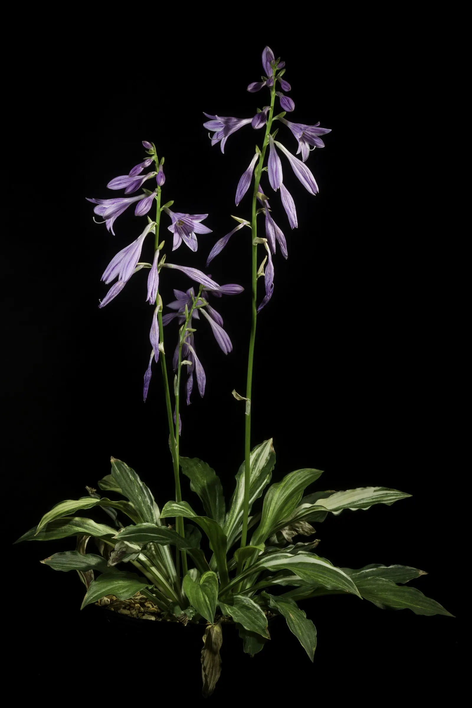 Albomarginata Hosta (Hosta 'Undulata Albo-Marginata') — which rise on slender stalks up to 24 inches tall