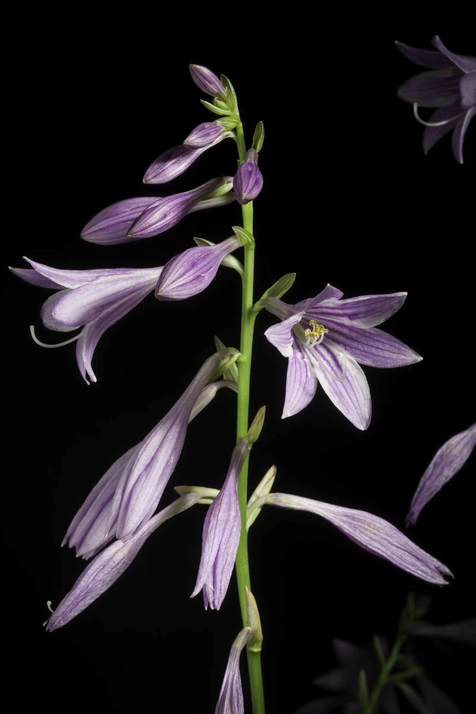Albomarginata Hosta (Hosta 'Undulata Albo-Marginata') — Given its moderate growth rate
