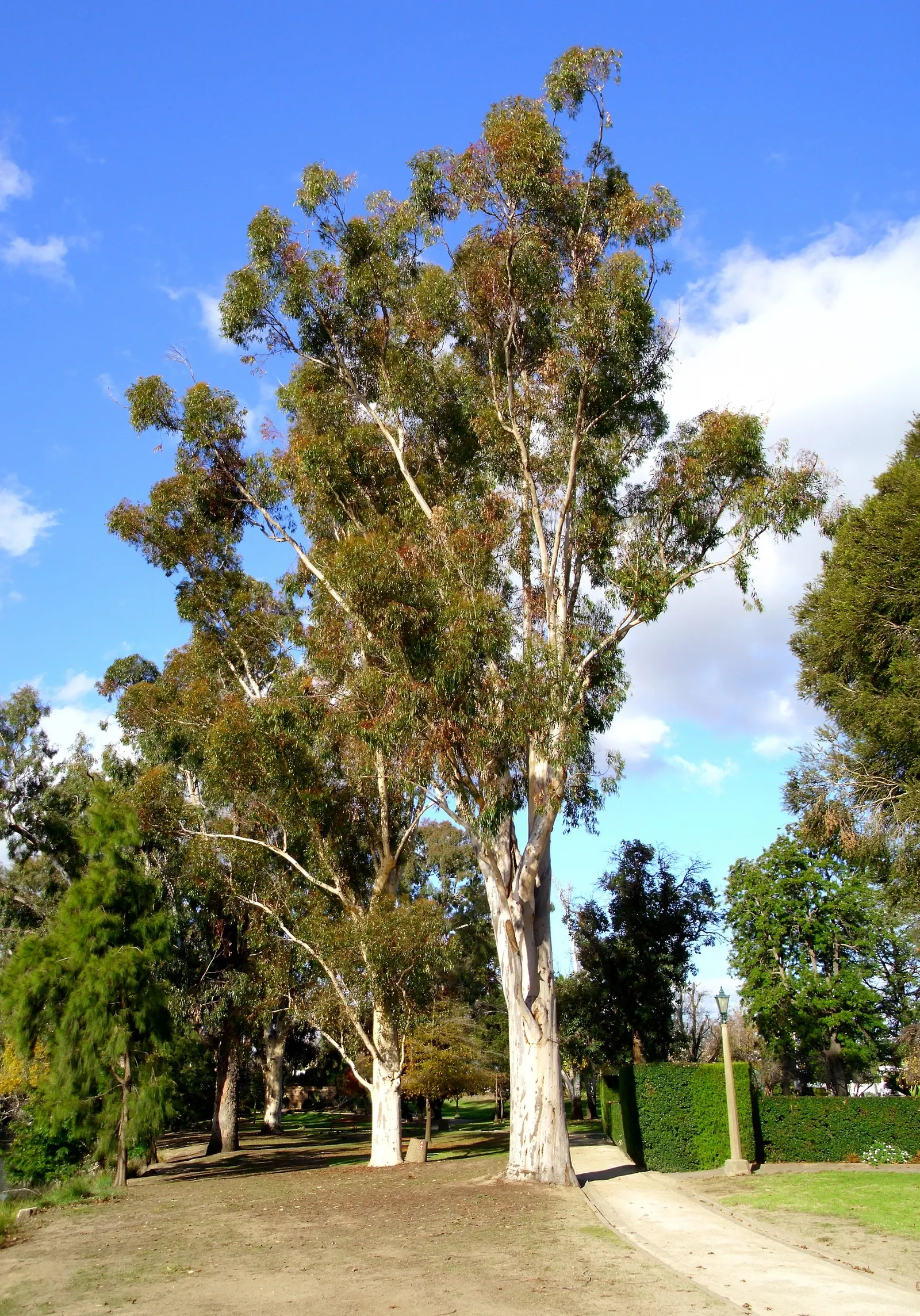 Sugar Gum (Eucalyptus Cladocalyx) — Drought-tolerant once established, it requires full sun and well-drained soil