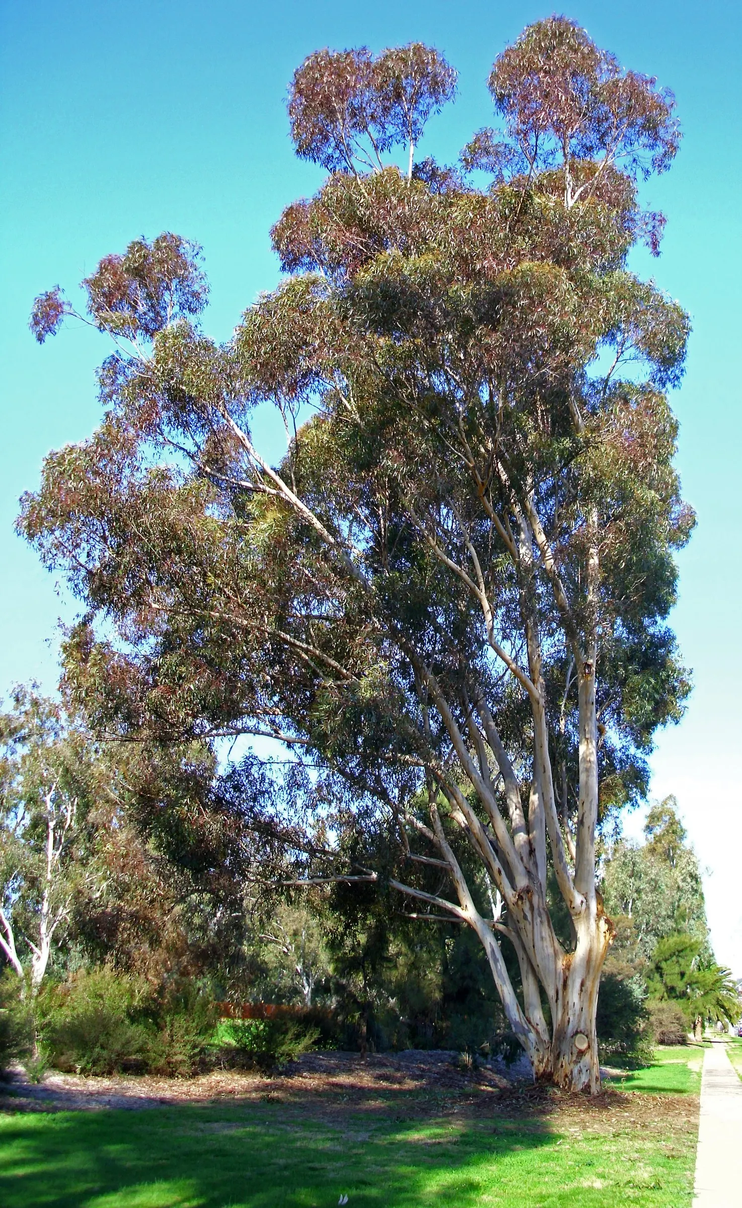 Sugar Gum (Eucalyptus Cladocalyx) — is a stately evergreen tree noted for its smooth