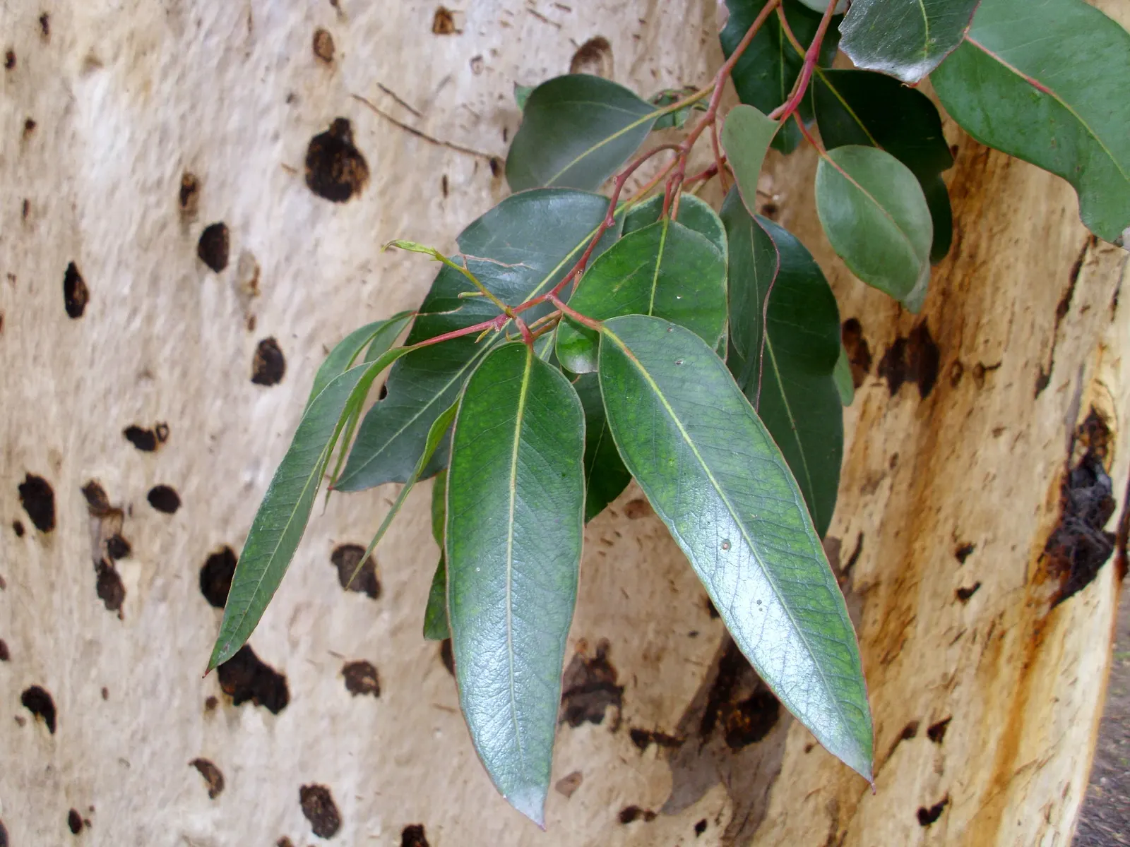 Sugar Gum (Eucalyptus Cladocalyx) — mottled bark and attractive