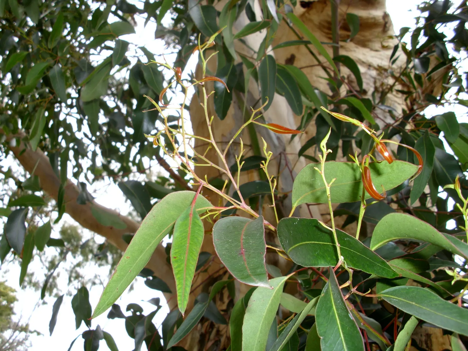Sugar Gum (Eucalyptus Cladocalyx) — reaching heights of 50-70 feet with a canopy spread of 30-40 feet