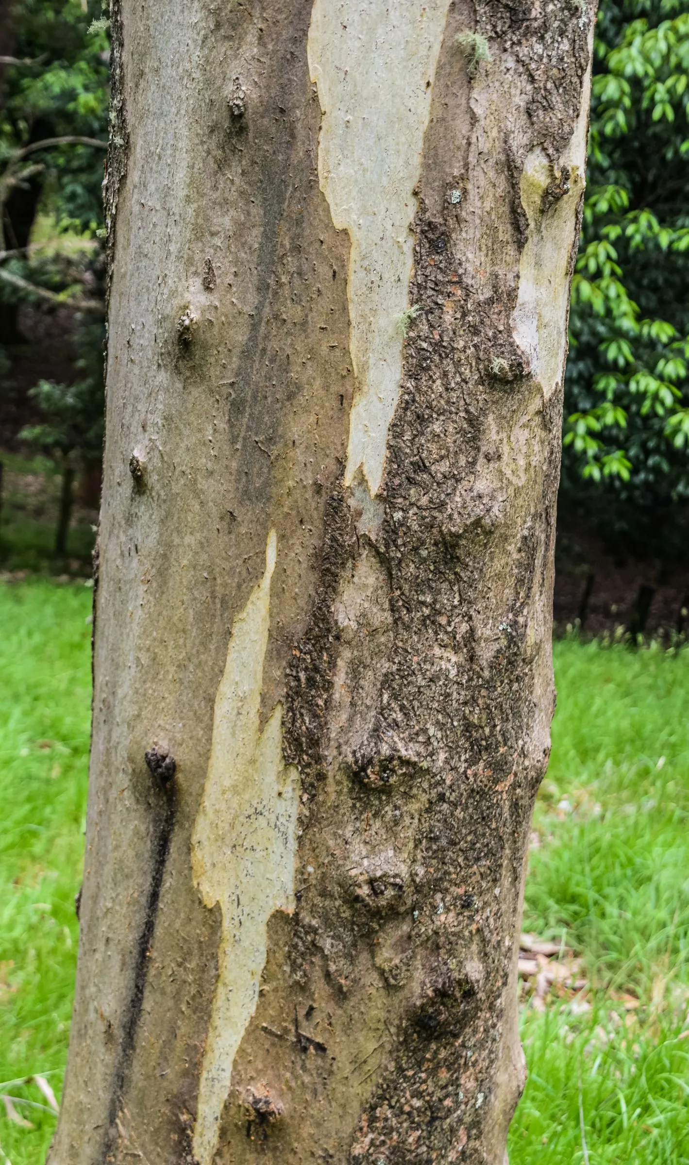 Sugar Gum (Eucalyptus Cladocalyx) — it thrives in USDA zones 9-11