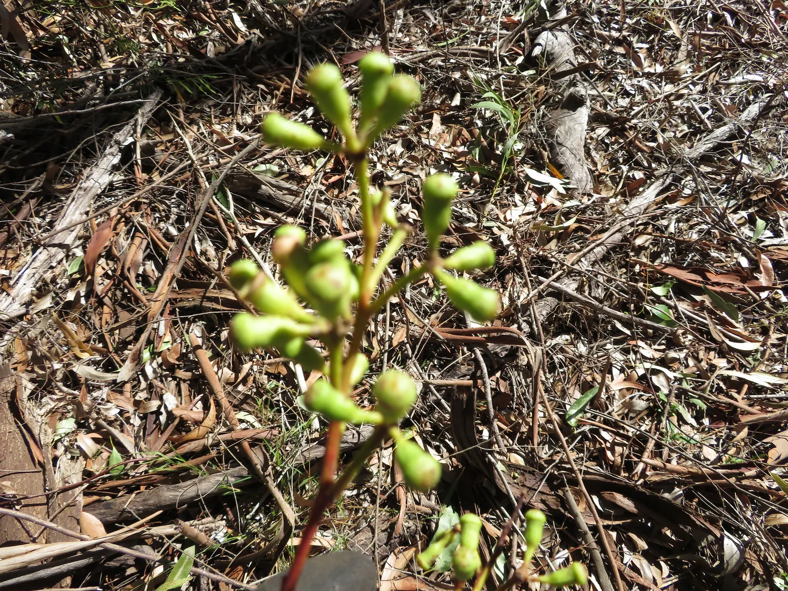 Sugar Gum (Eucalyptus Cladocalyx) — Durable and visually stunning