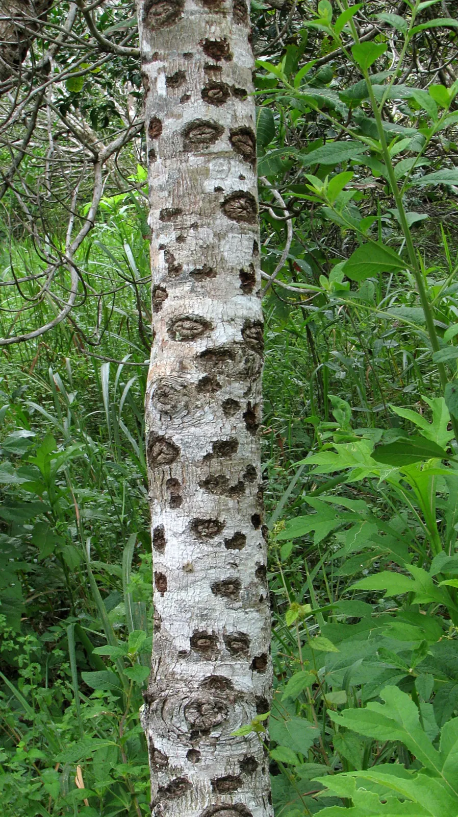 Sugar Gum (Eucalyptus Cladocalyx) — tree with white blooms