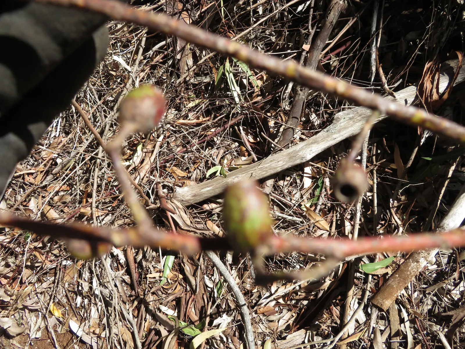 Sugar Gum (Eucalyptus Cladocalyx) — it is vital to account for its sizeable root system