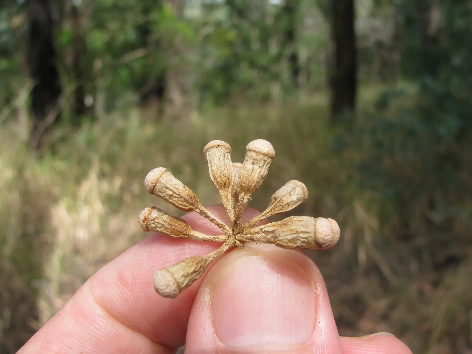 Sugar Gum (Eucalyptus Cladocalyx) — creamy-white to yellow bark exfoliates in flakes to reveal patches of gray and pink