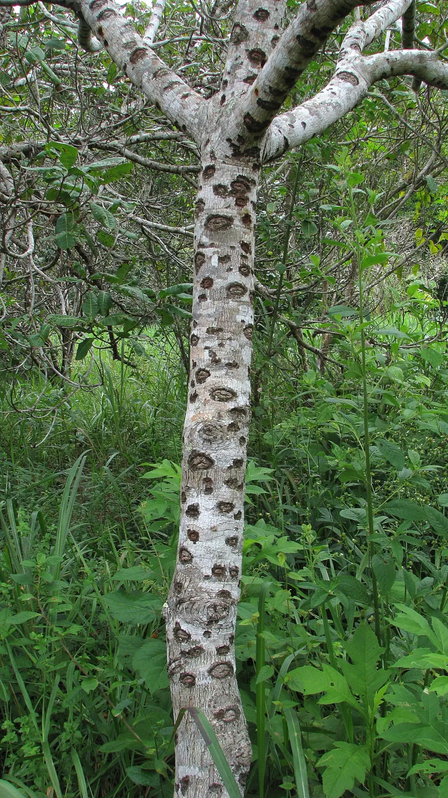 Sugar Gum (Eucalyptus Cladocalyx) — is a stately evergreen tree noted for its smooth; reaching heights of 50-70 feet with a canopy spread of 30-40 feet