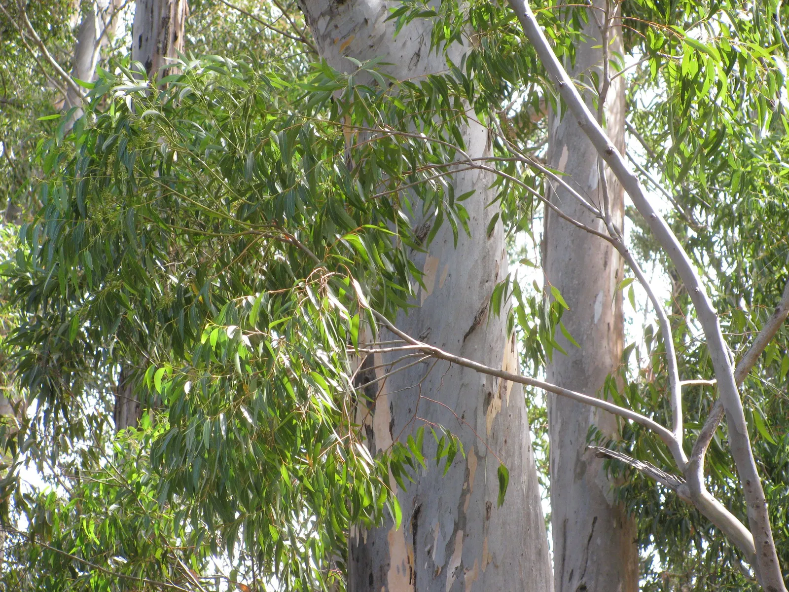 Sugar Gum (Eucalyptus Cladocalyx) — evergreen tree notorious for its resilience and statuesque presence in a landscape