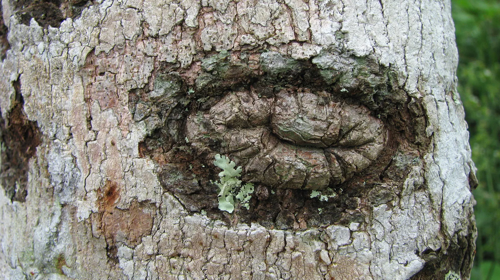 Sugar Gum (Eucalyptus Cladocalyx) — tree for full or half
