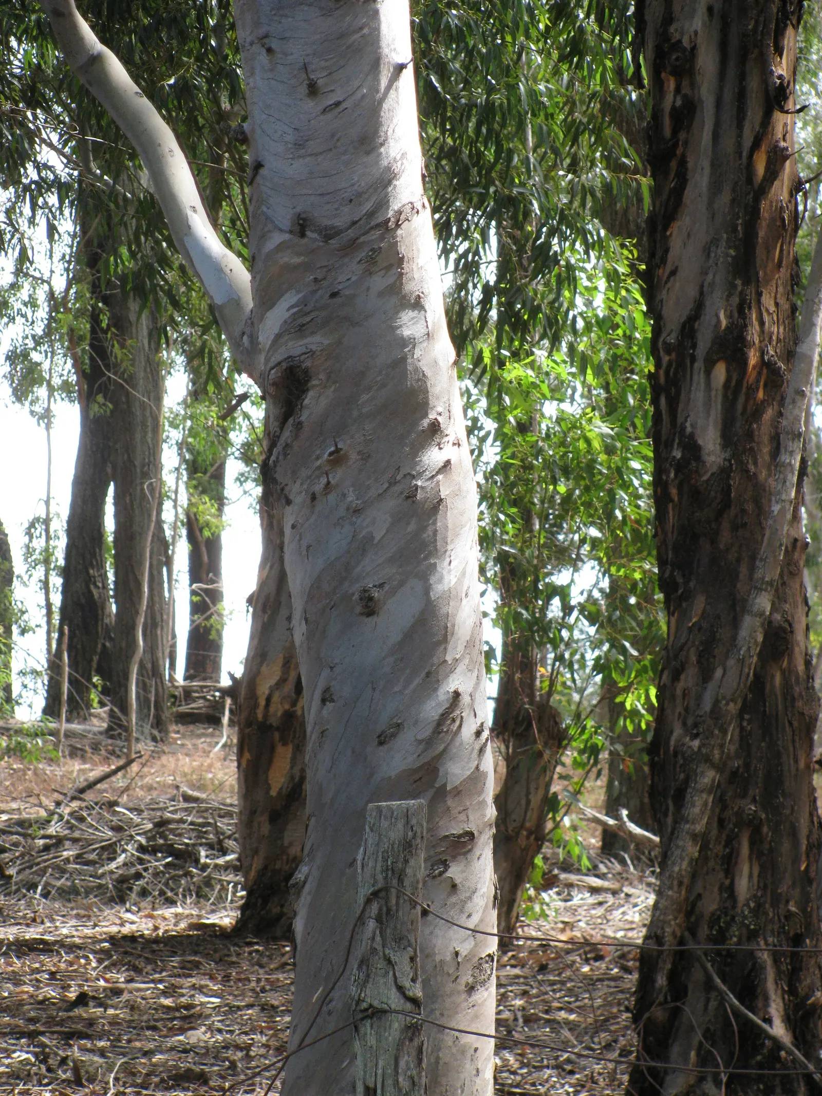 Sugar Gum (Eucalyptus Cladocalyx) — Originating from Australia