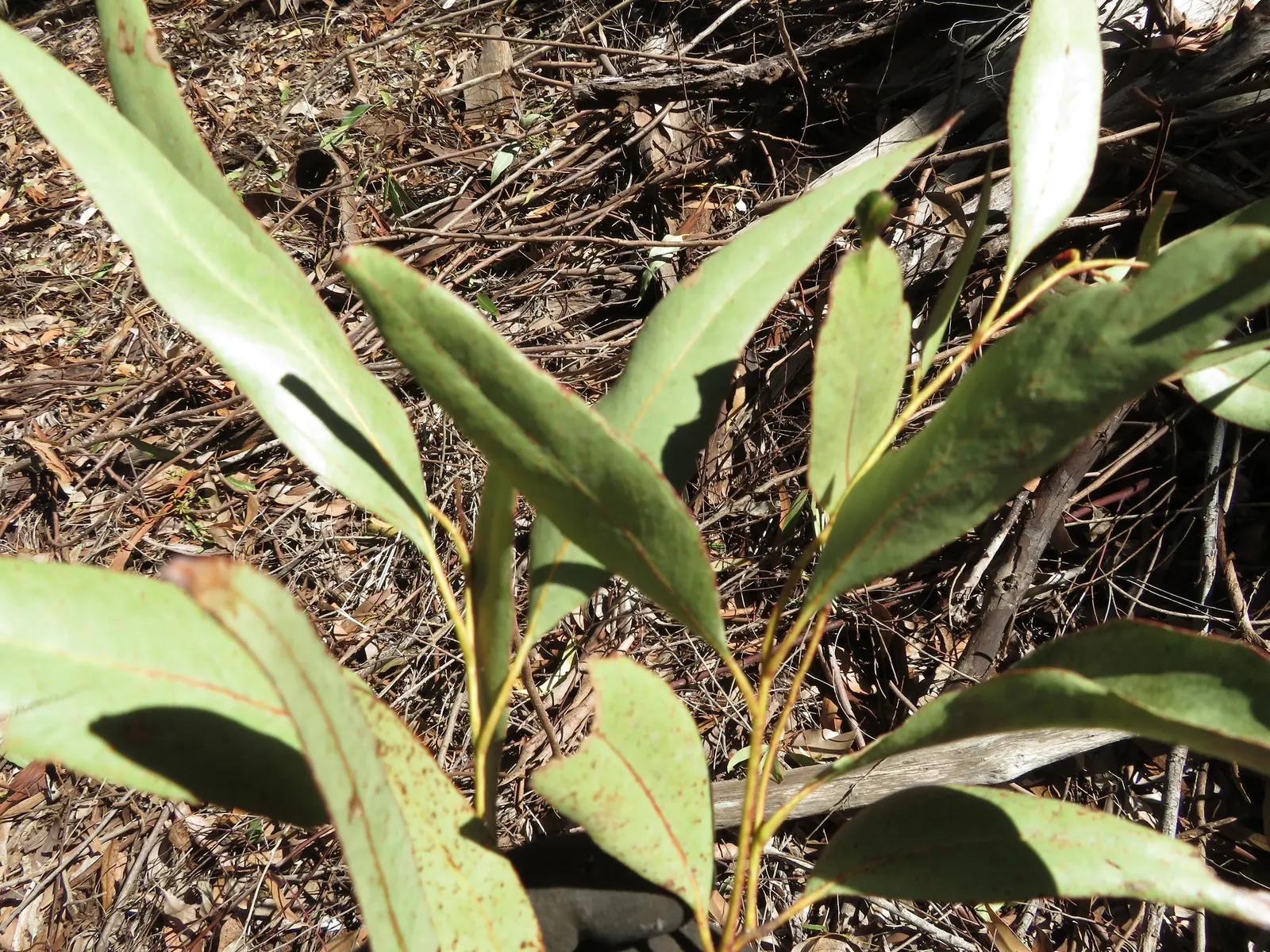 Sugar Gum (Eucalyptus Cladocalyx) — which necessitates ample space to expand