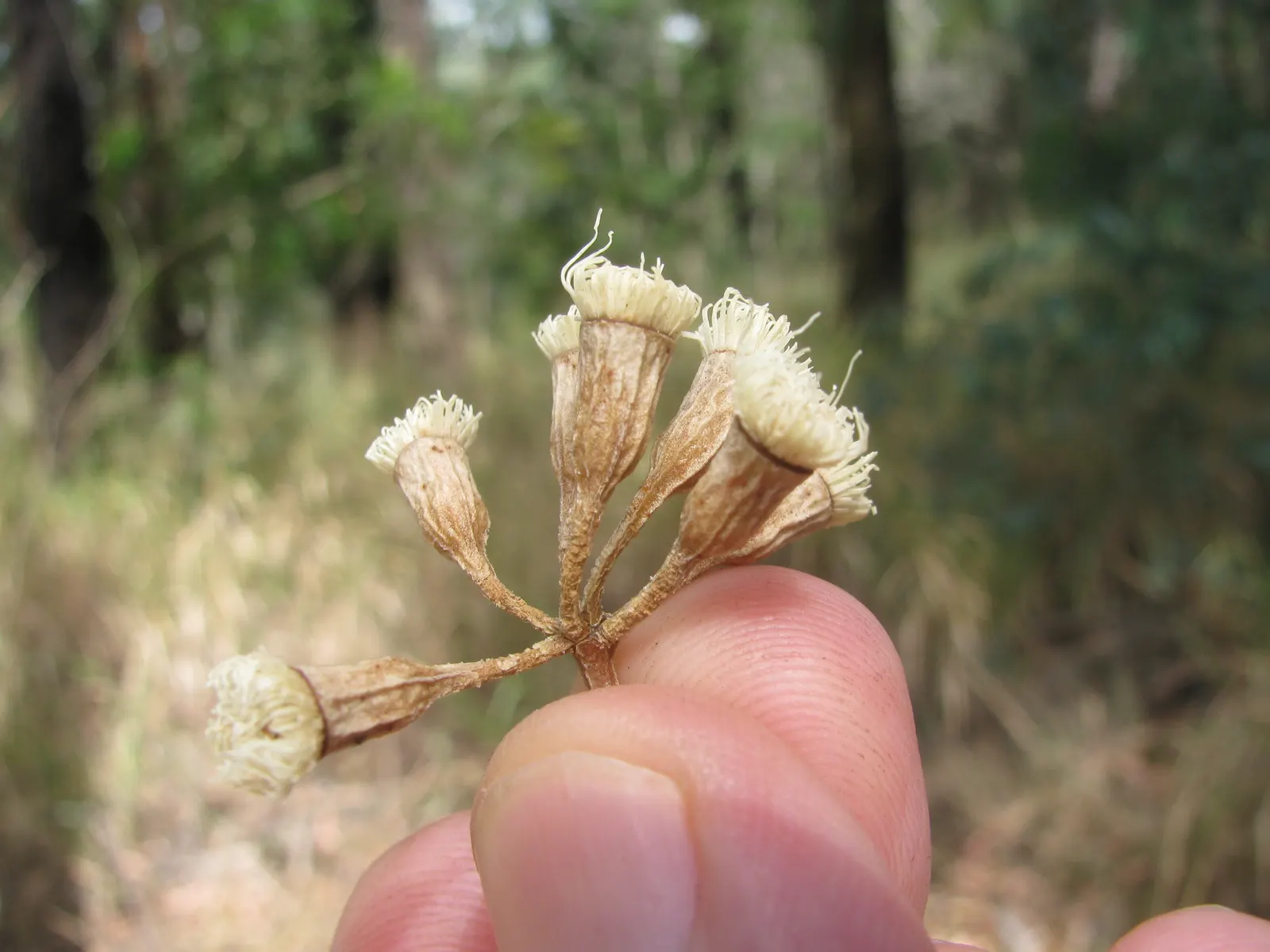 Sugar Gum (Eucalyptus Cladocalyx) — it thrives in USDA zones 9-11; while providing excellent soil stability