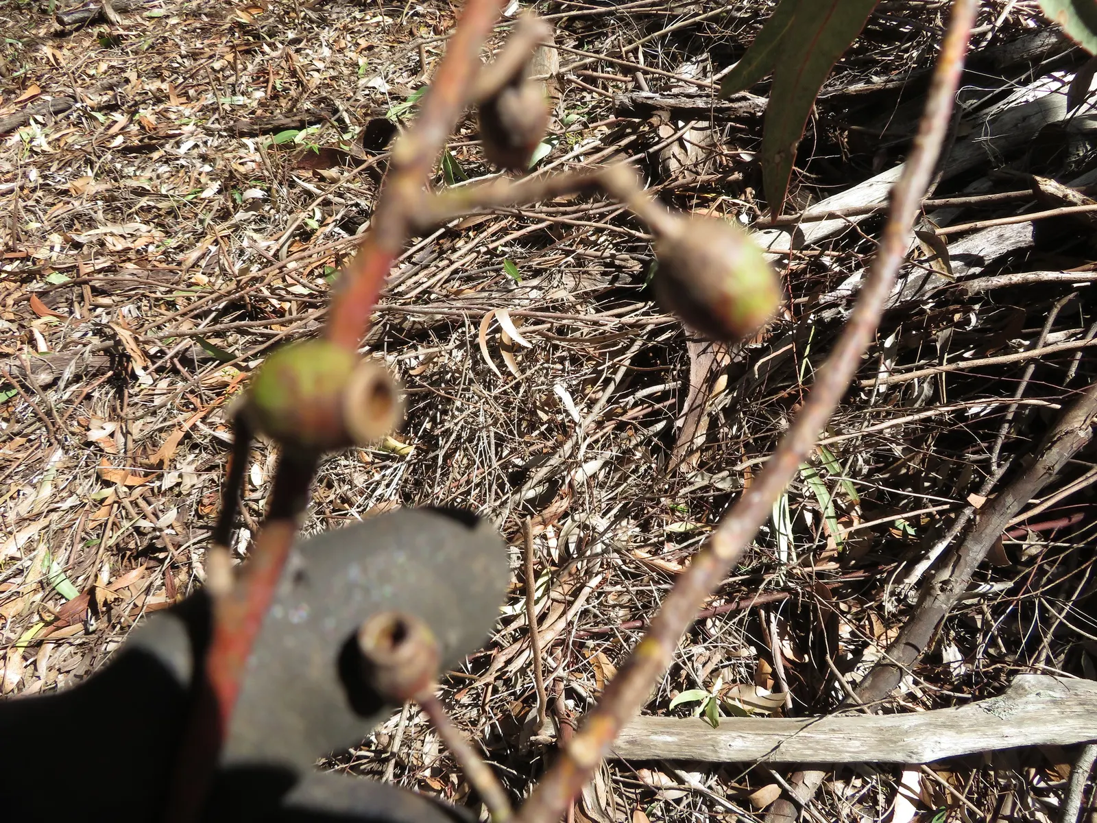 Sugar Gum (Eucalyptus Cladocalyx) — while providing excellent soil stability