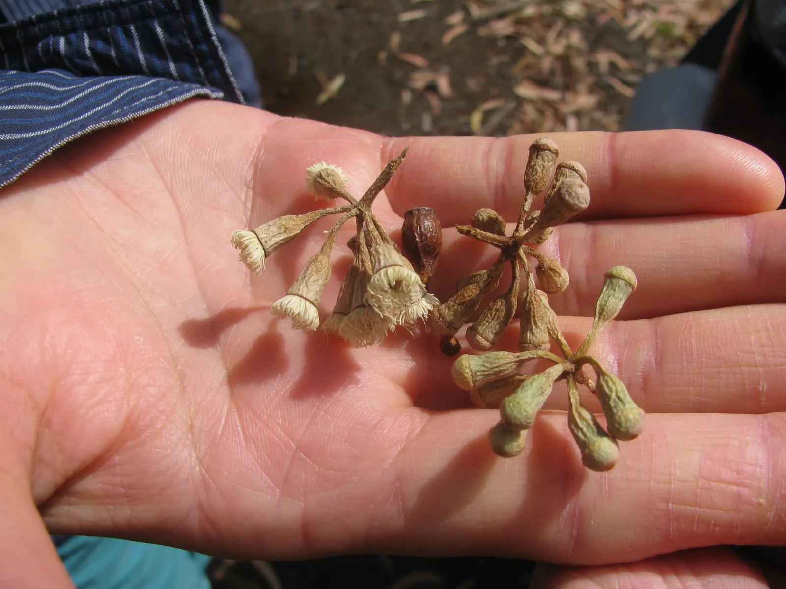 Sugar Gum (Eucalyptus Cladocalyx) — which give off the quintessential eucalyptus fragrance when crushed