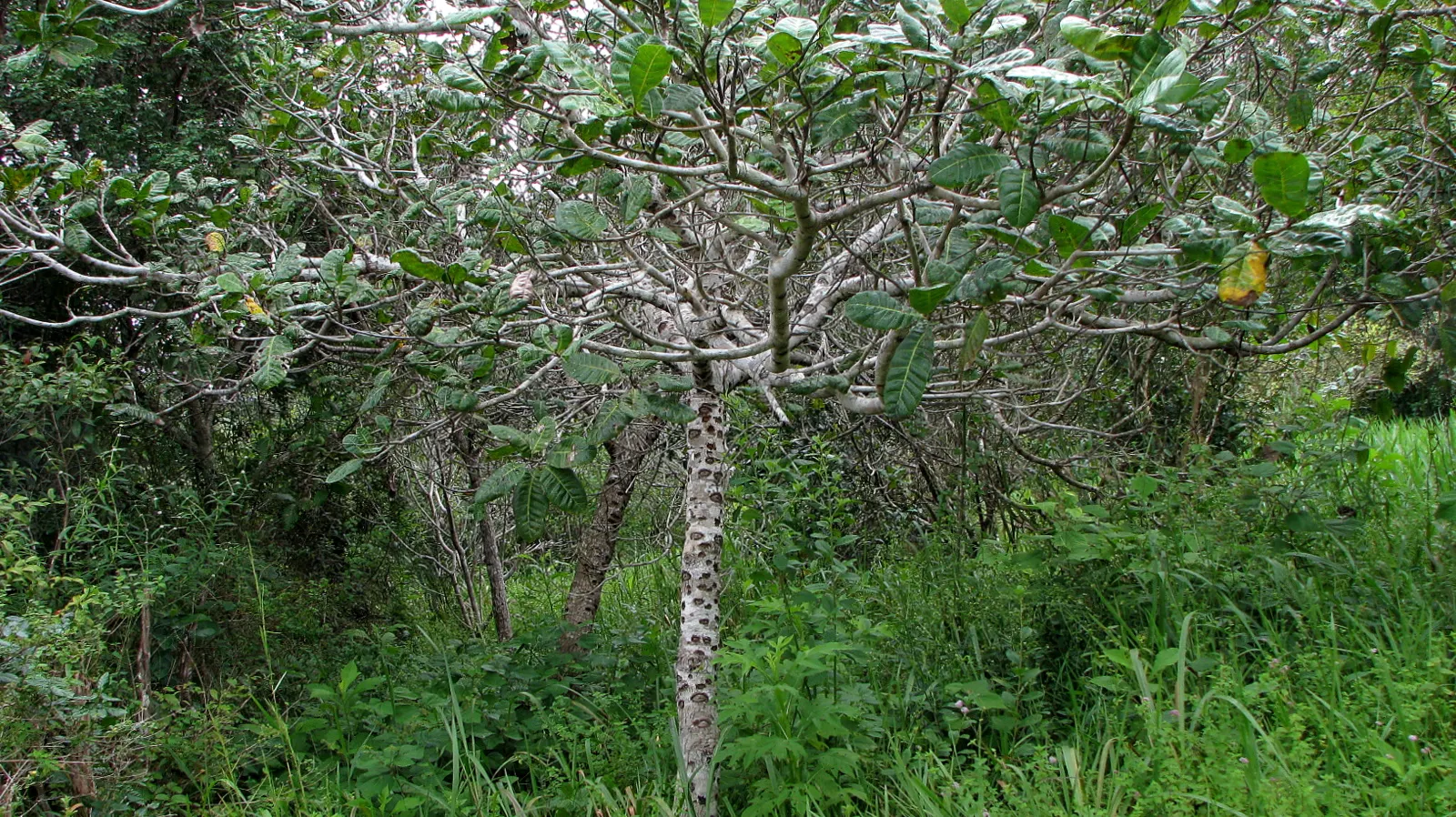 Sugar Gum (Eucalyptus Cladocalyx) — mottled bark and attractive; capable of enduring drought conditions once established.<br><br>Characterized by its tall