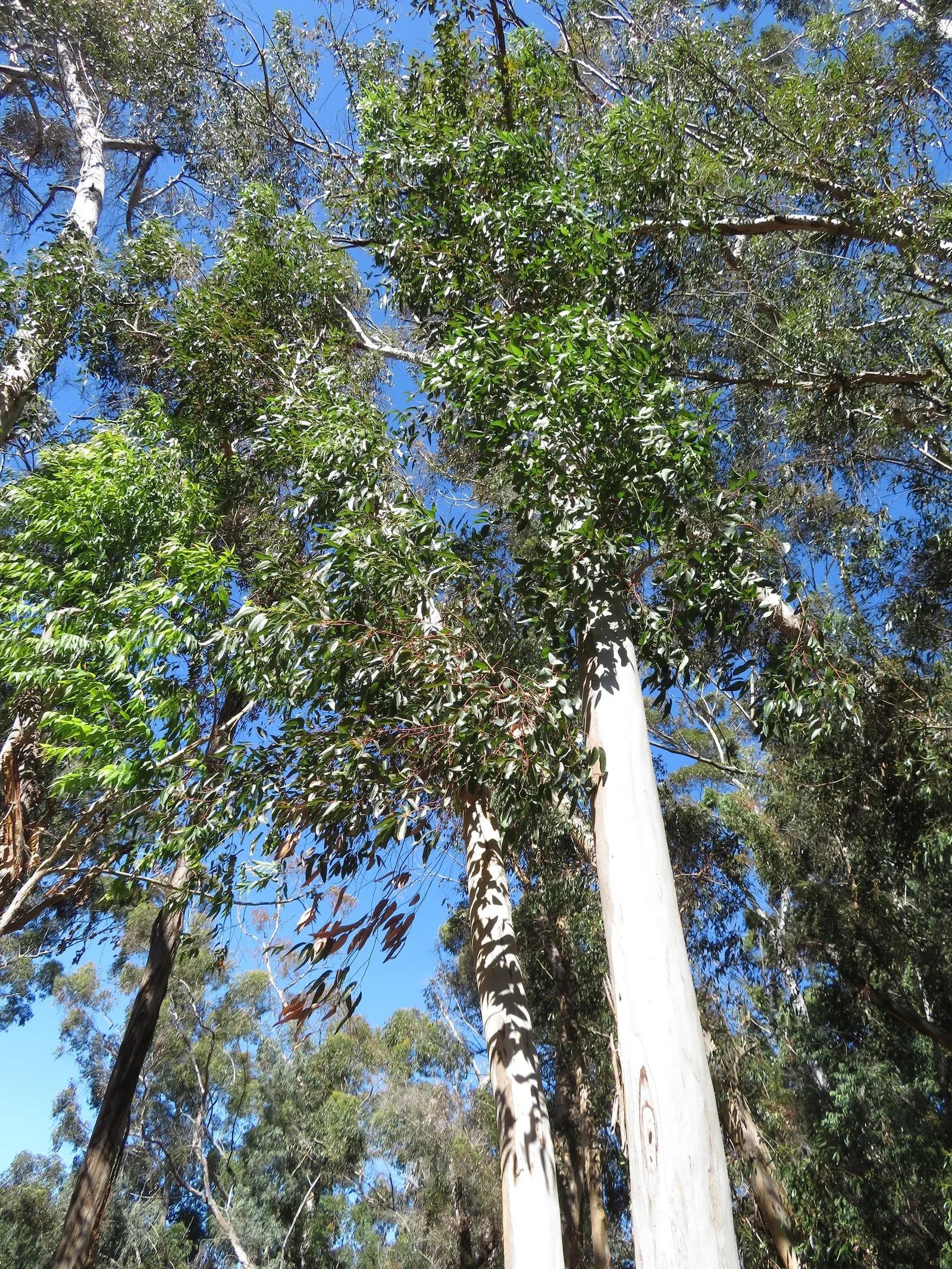 Sugar Gum (Eucalyptus Cladocalyx) — white flowers in the garden