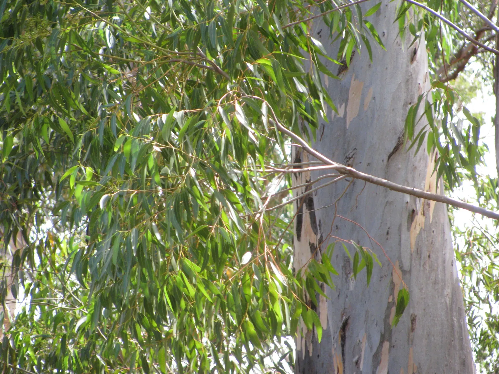 Sugar Gum (Eucalyptus Cladocalyx) — this species thrives in USDA zones 9 through 10 and is highly adapted to arid regions