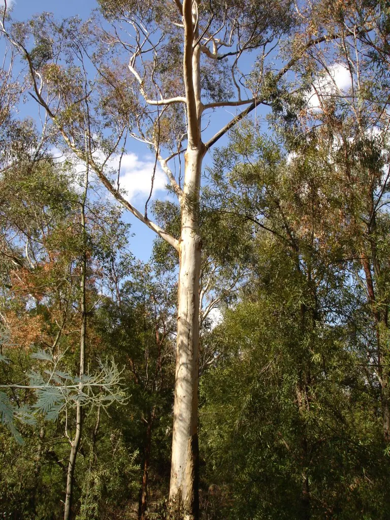Sugar Gum (Eucalyptus Cladocalyx) — reaching heights of 50-70 feet with a canopy spread of 30-40 feet; it thrives in USDA zones 9-11