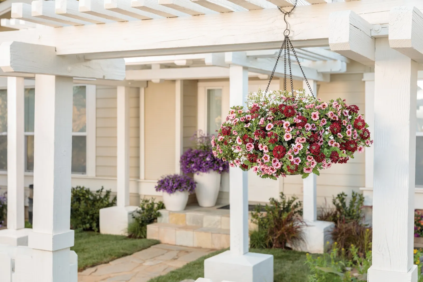 Romance Verbena — is a mounding-trailing annual from the Proven Winners® Superbena Royale series