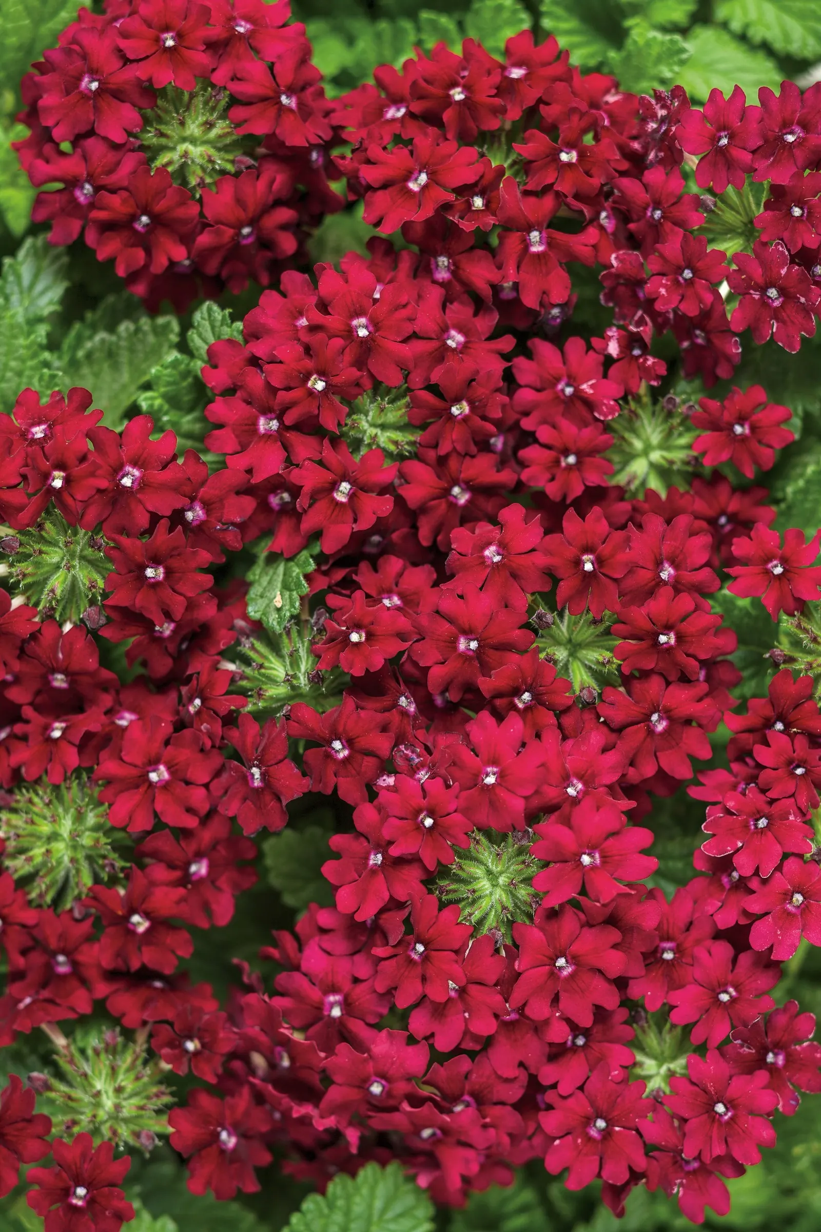 Romance Verbena — or chartreuse foliage that lift its darker blooms