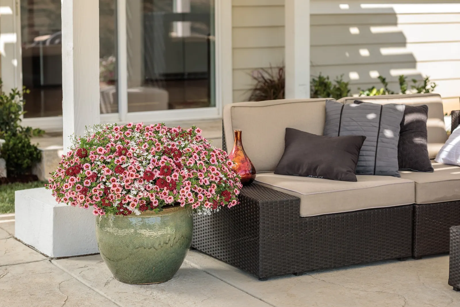 Romance Verbena — commonly referred to as Romance Verbena