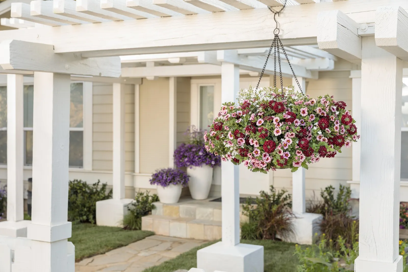 Romance Verbena — prized for its generous clusters of deep burgundy-red blooms