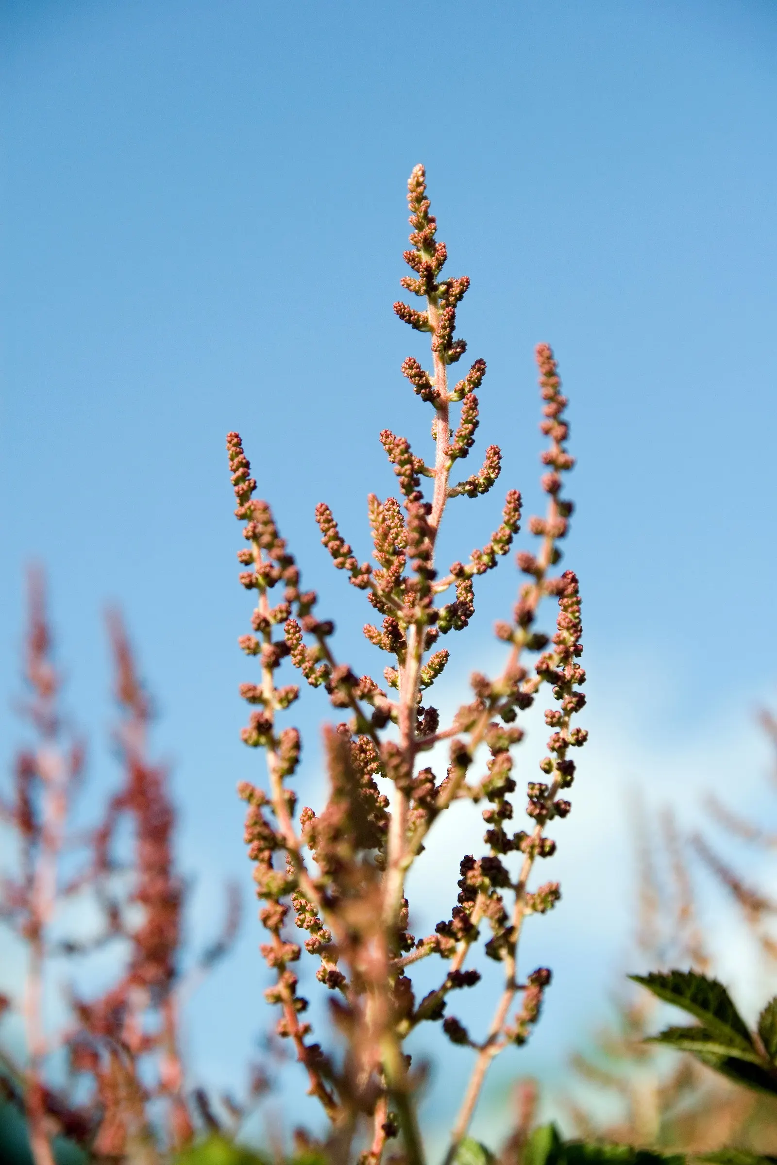 August Light False Spirea (Astilbe 'August Light') — it thrives in USDA zones 4-9