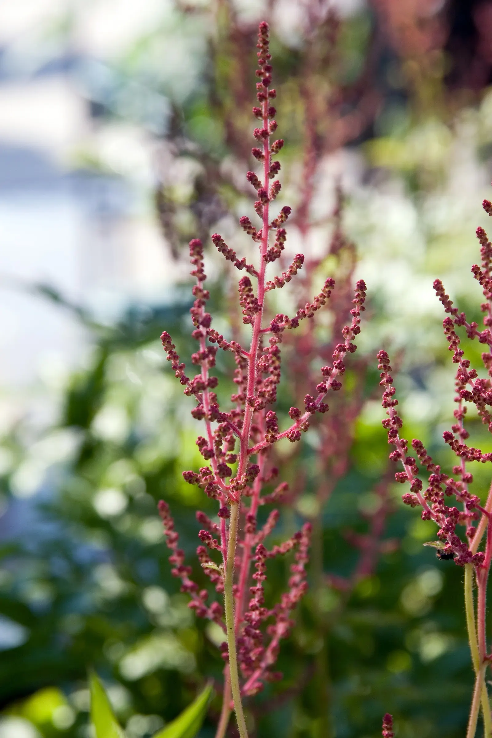 August Light False Spirea (Astilbe 'August Light') — Standing 24-30 inches tall with a similar spread