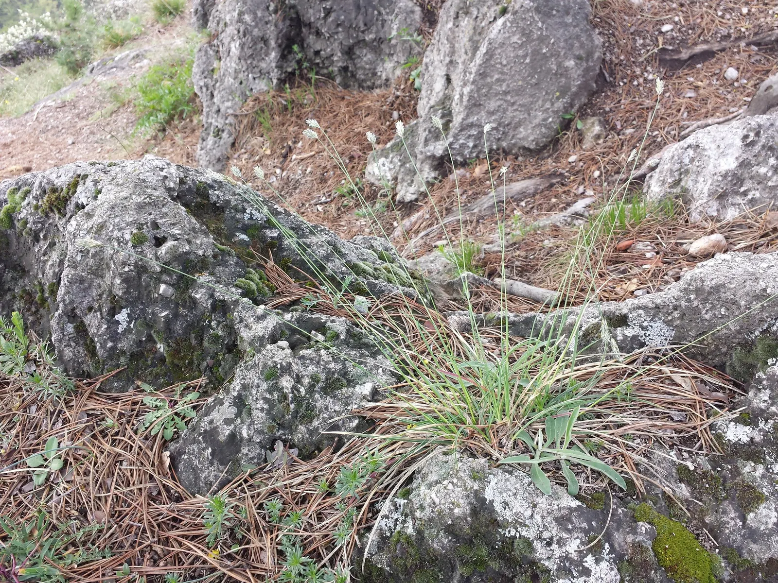 Blue Moor Grass (Sesleria Caerulea) — white flowers in the garden
