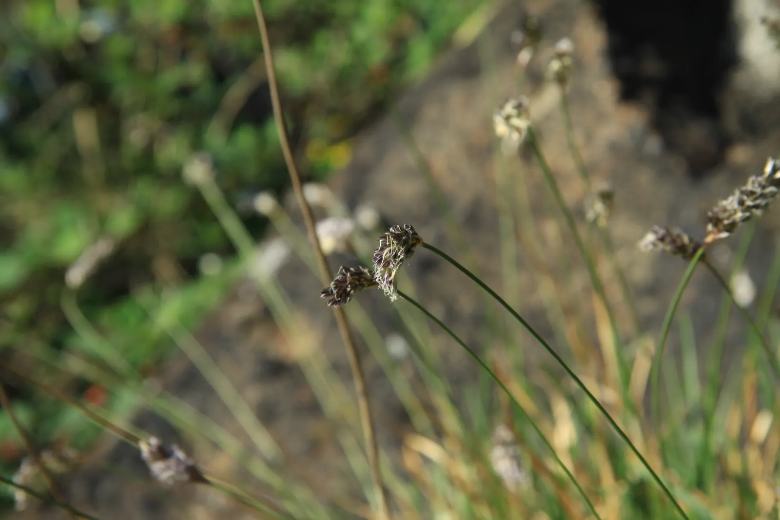 Blue Moor Grass (Sesleria Caerulea) — Drought tolerant once established, it's ideal for adding texture to a front-of-border or as a groundcover