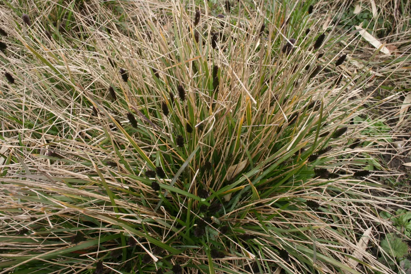 Blue Moor Grass (Sesleria Caerulea) — Sesleria caerulea produces unique two-toned flower spikes; aligning well with environmentally conscious gardening