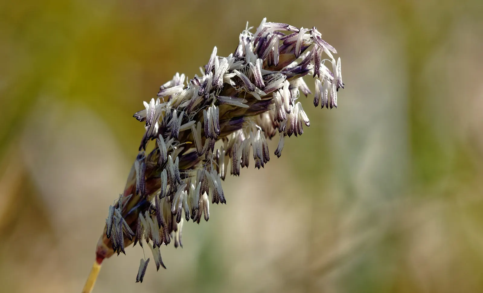 Blue Moor Grass (Sesleria Caerulea) — Its foliage is a striking blue-green that maintains its vibrant color throughout the growing season; achieving a height