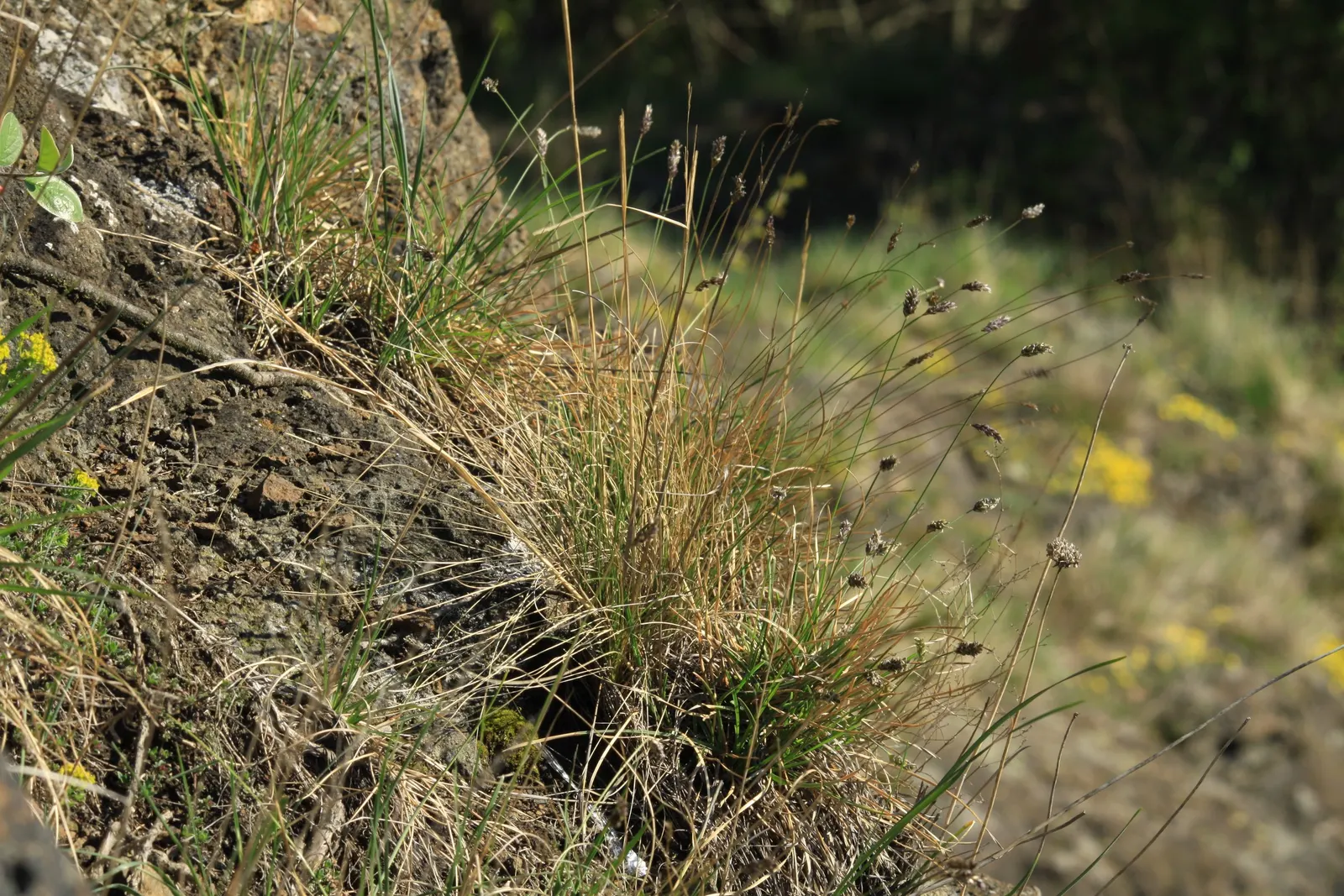 Blue Moor Grass (Sesleria Caerulea) — It thrives in USDA hardiness zones 4 to 7 and is renowned for its resilience and low maintenance requirements