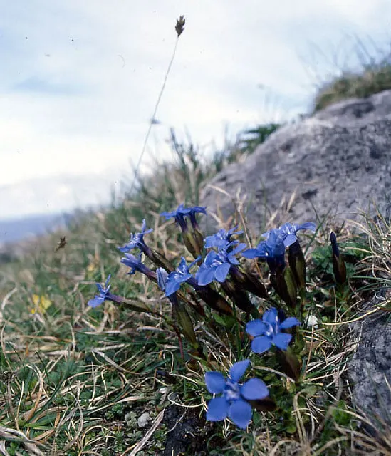 Blue Moor Grass (Sesleria Caerulea) — It is also relatively pest and disease-free