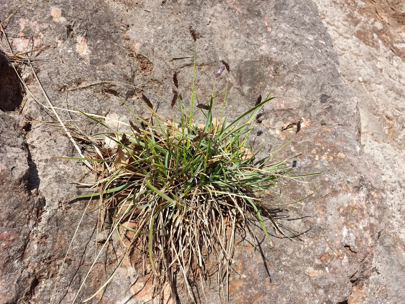 Blue Moor Grass (Sesleria Caerulea) — which further reduces the need for chemical treatments