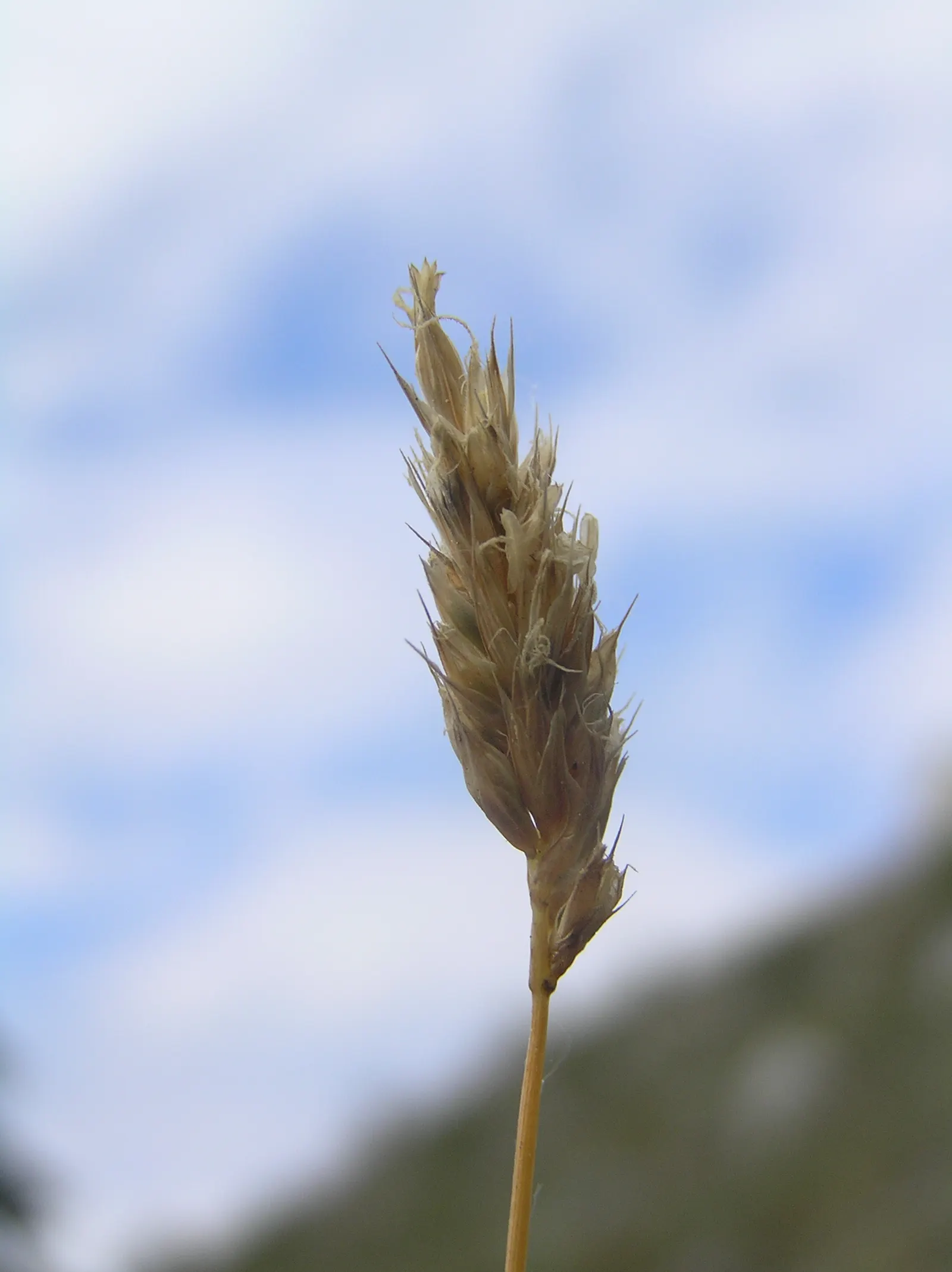 Blue Moor Grass (Sesleria Caerulea) — cool-season clumping grass native to the European Alps