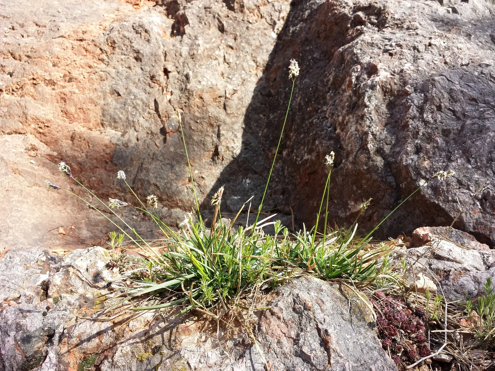 Blue Moor Grass (Sesleria Caerulea) — it should be planted in full sun to partial shade.<br><br>With its minimal watering requirements