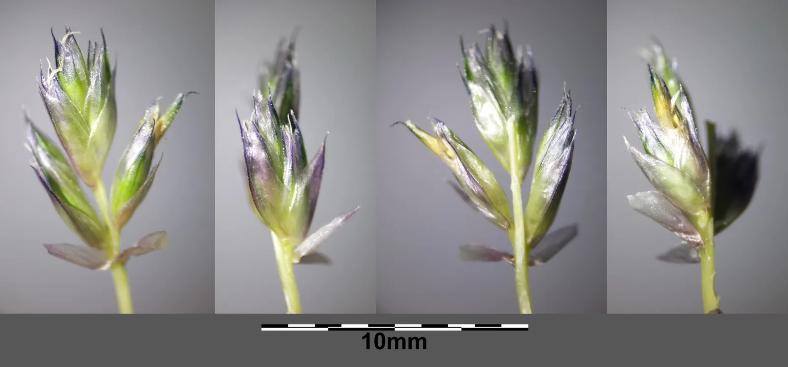 Blue Moor Grass (Sesleria Caerulea) — In early spring, this cool-season grass displays silvery-blue flower spikes, transitioning to pale beige; aligning well