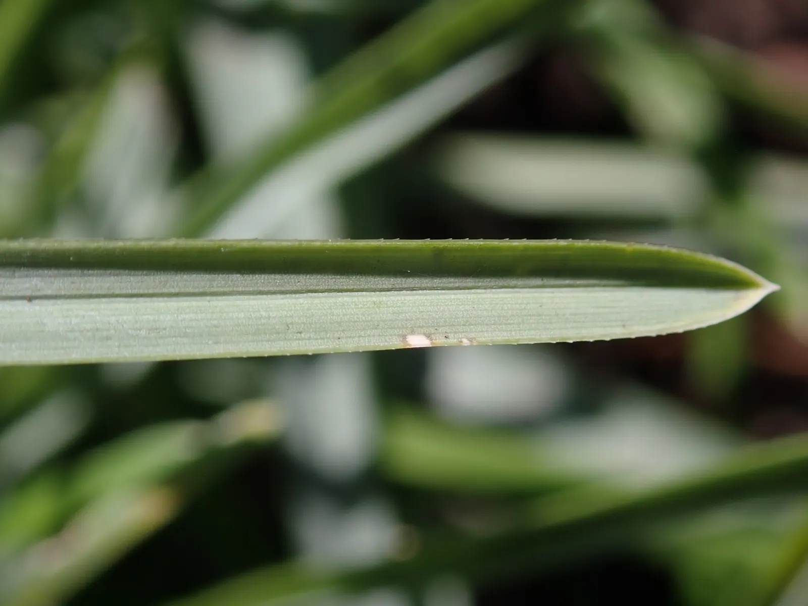 Blue Moor Grass (Sesleria Caerulea) — grass with white blooms