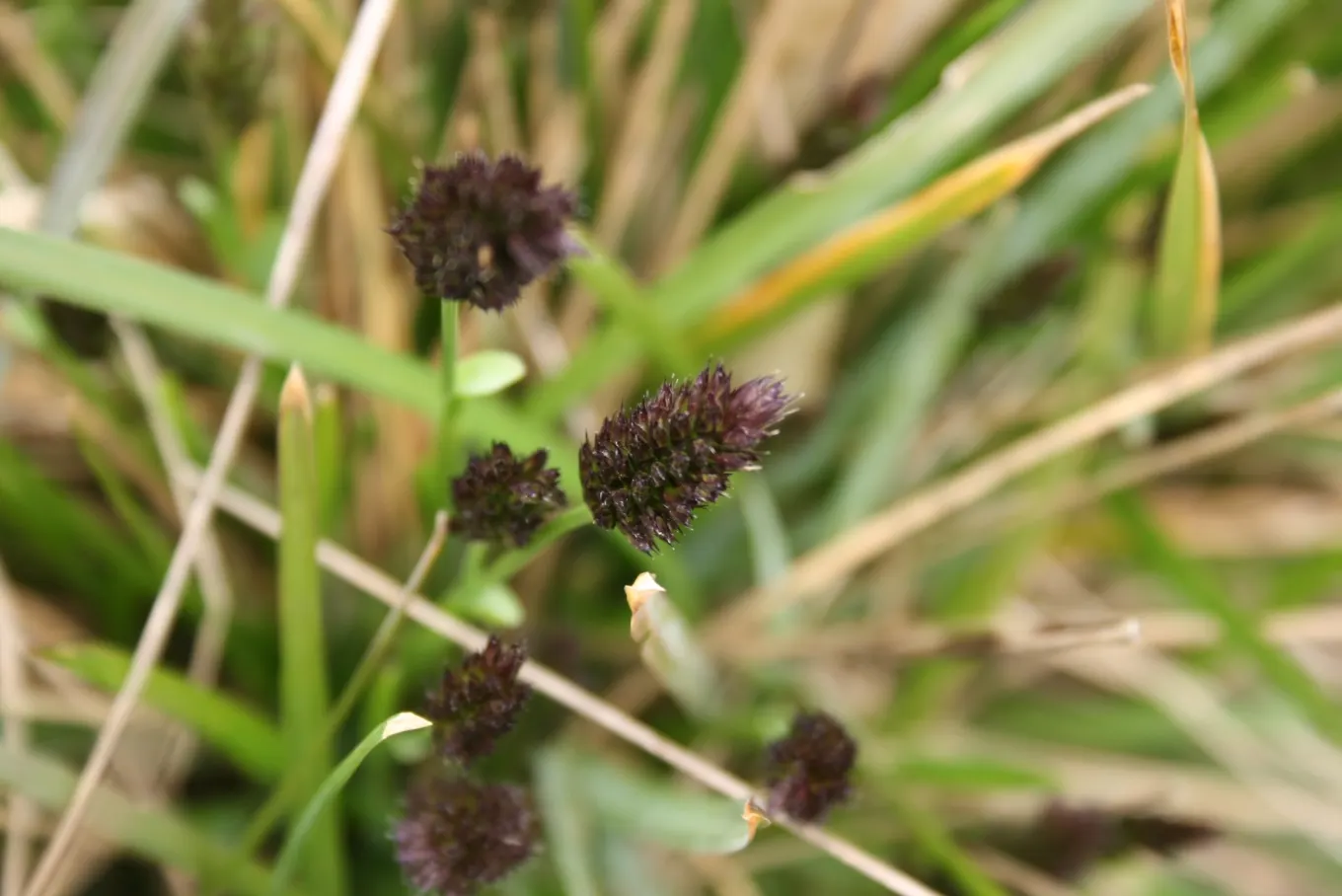 Blue Moor Grass (Sesleria Caerulea) — Sesleria caerulea also excels as groundcover and in mixed borders due to its densely tufted growth habit; aligning well