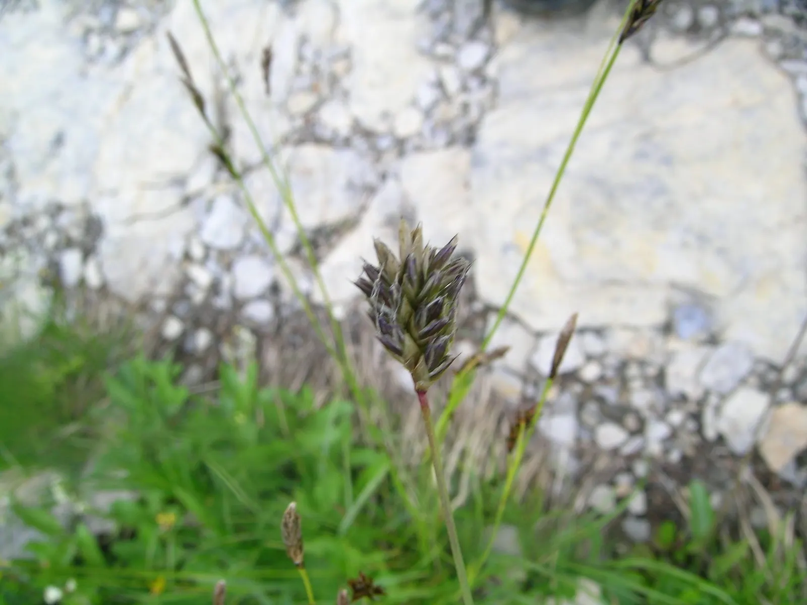 Blue Moor Grass (Sesleria Caerulea) — It reaches up to 8-12 inches tall with a similar spread