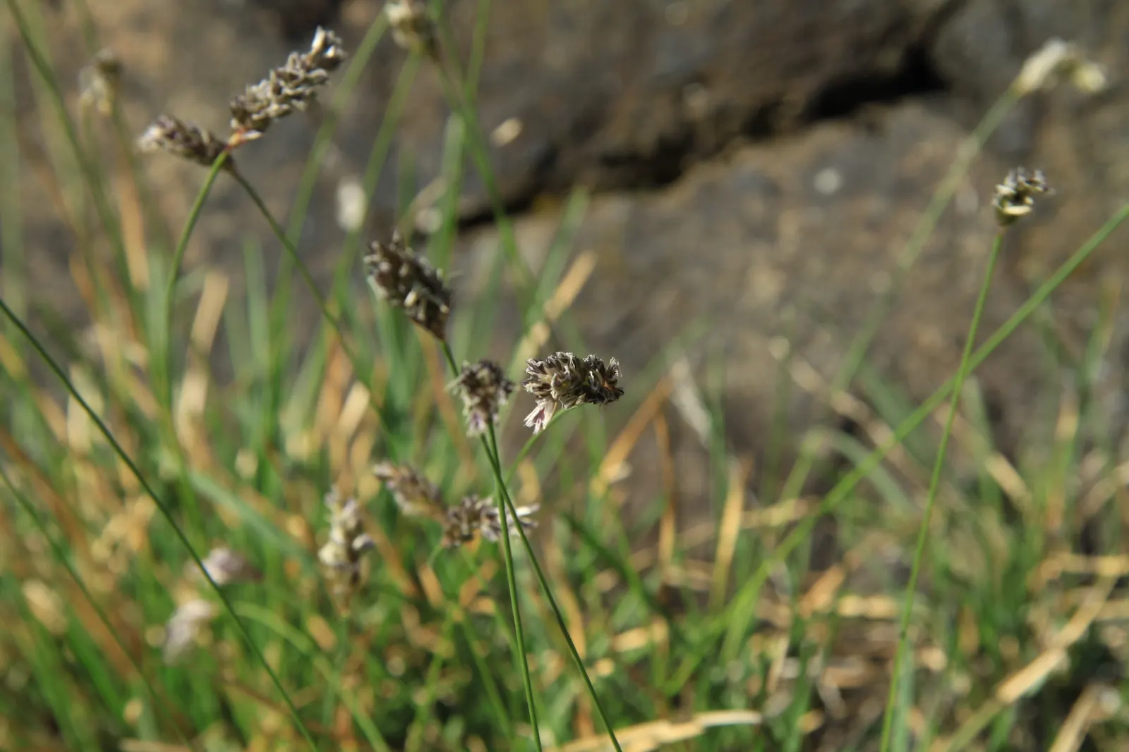 Blue Moor Grass (Sesleria Caerulea) — scientifically known as Sesleria caerulea