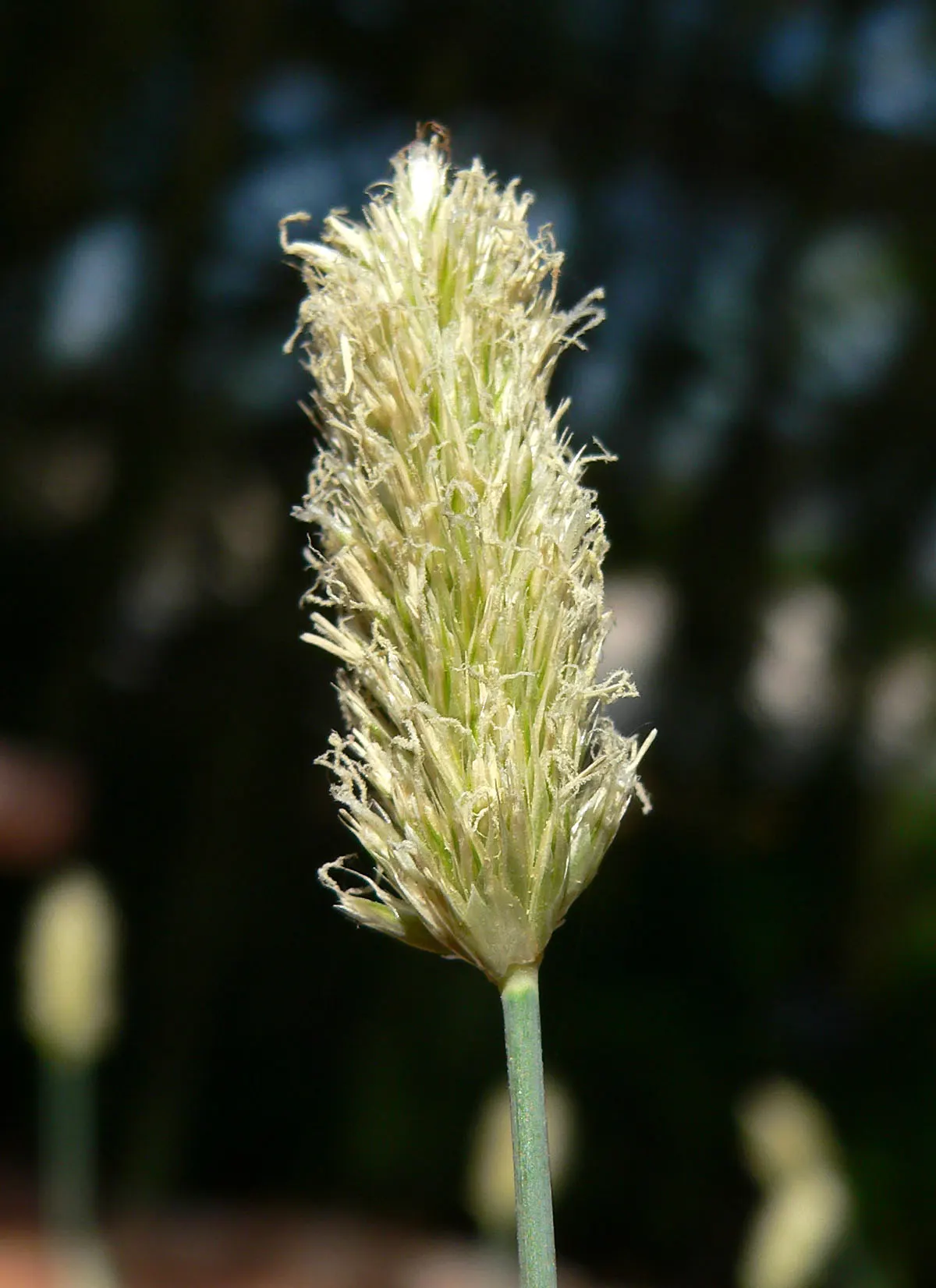 Blue Moor Grass (Sesleria Caerulea) — This versatile plant tolerates a range of soil types; drought tolerant once established, it's ideal for adding texture to