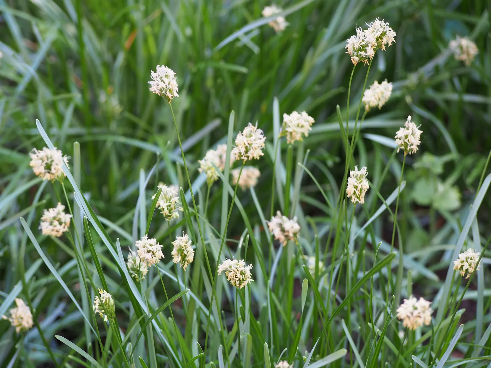 Blue Moor Grass (Sesleria Caerulea) — achieving a height of up to 20 inches.<br><br>Ideal for mass plantings, image 32