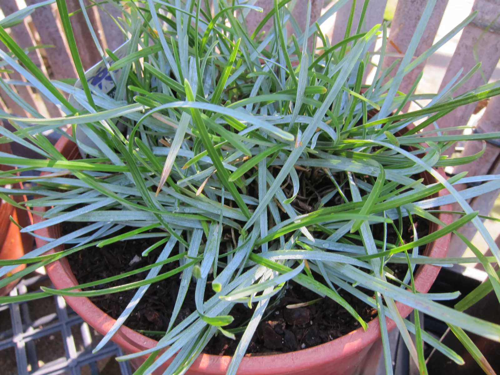Blue Moor Grass (Sesleria Caerulea) — Its foliage is a striking blue-green that maintains its vibrant color throughout the growing season