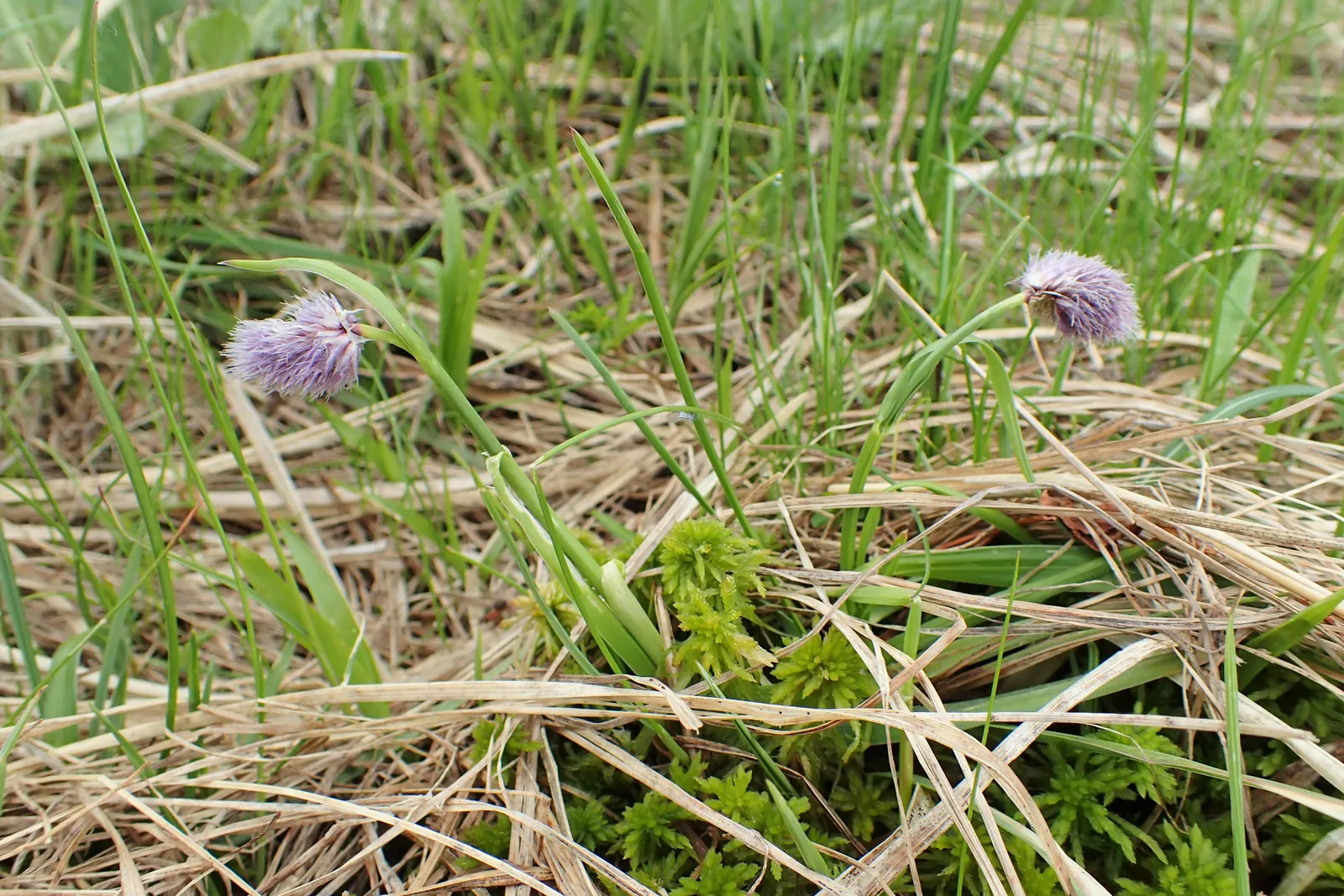 Blue Moor Grass (Sesleria Caerulea) — with purplish-black anthers crowning pale green stalks; drought tolerant once established, it's ideal for adding texture