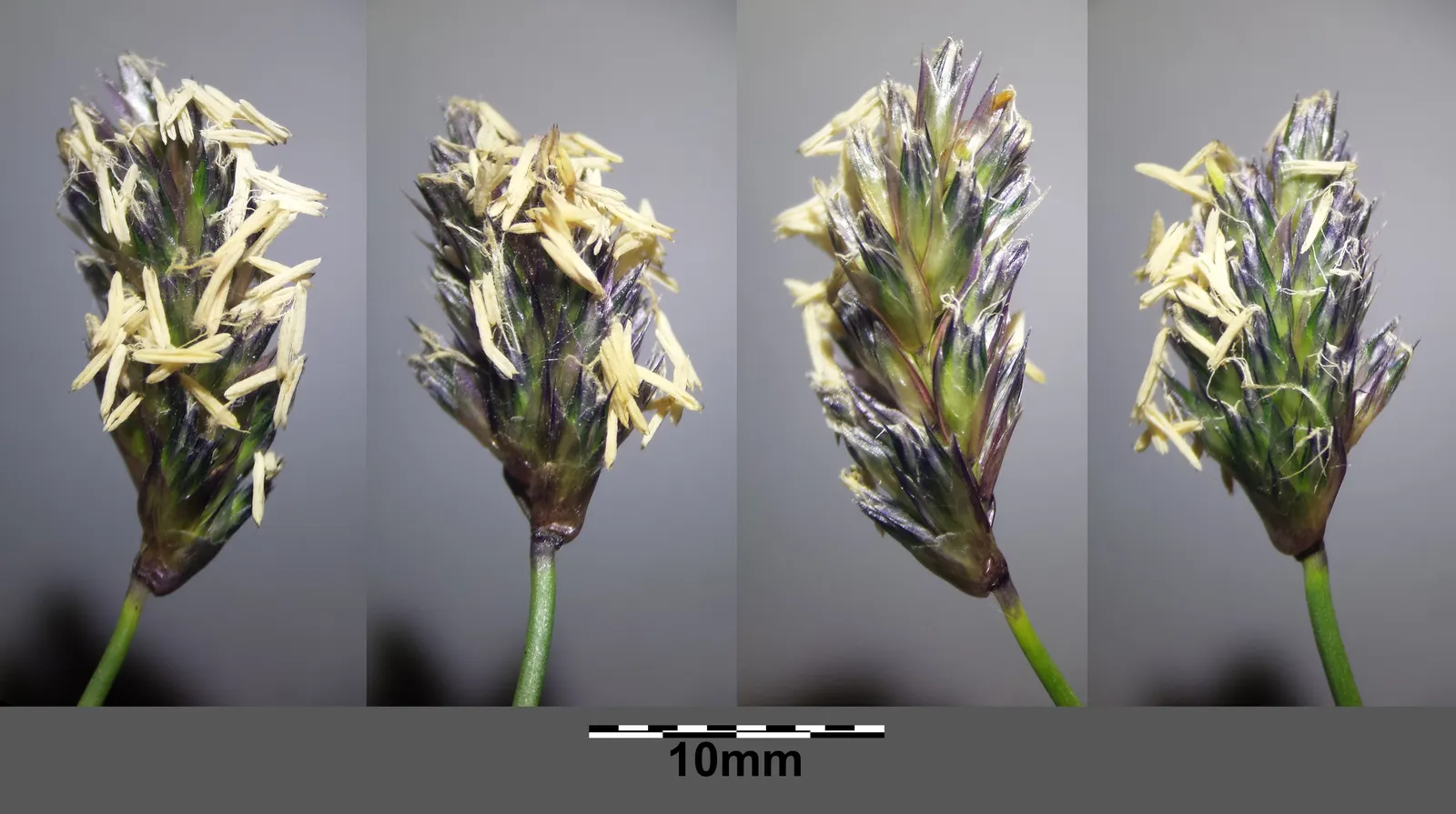 Blue Moor Grass (Sesleria Caerulea) — grass for full