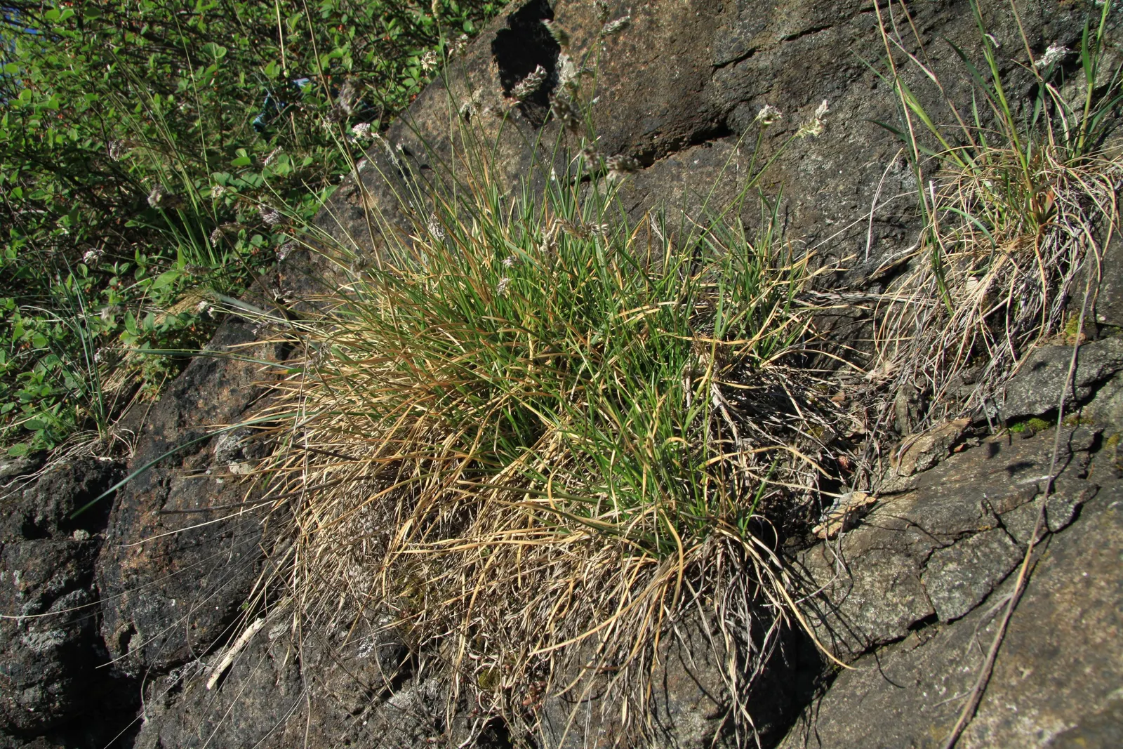 Blue Moor Grass (Sesleria Caerulea) — In early spring, this cool-season grass displays silvery-blue flower spikes, transitioning to pale beige